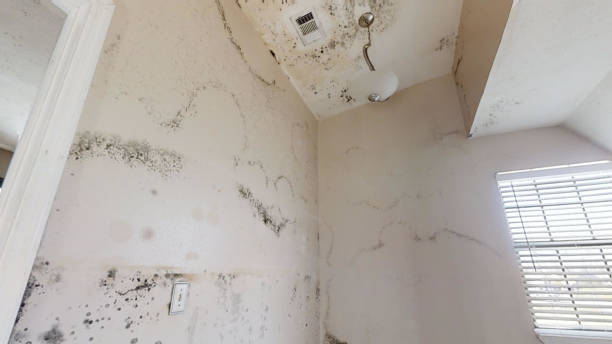 Best Asbestos and Lead Testing During Mold Inspection  in Milford, IN