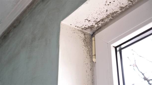 Milford, IN Mold Removal Company