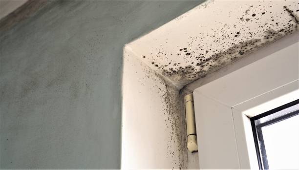 Mold Remediation for Rental Properties in Milford, IN