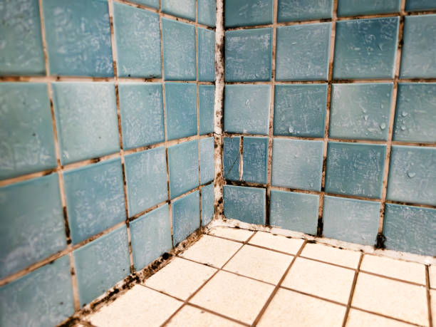 Best Air Quality Testing for Mold Spores  in Milford, IN