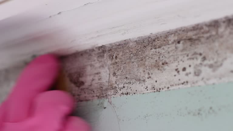 Forensic Mold Investigation in Milford, IN